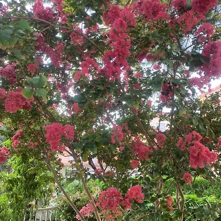 Les Myrtes Montpellier