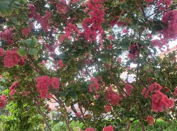 Les Myrtes Montpellier